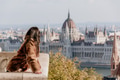 Side view of young woman on balcony overlooking Hungarian Parliament in Budapest, Hungary Side view of young woman on balcony overlooking Hungarian Parliament in Budapest, Hungary - PhotoDune Item for Sale