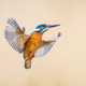 Common European Kingfisher Flying Common European Kingfisher Flying - PhotoDune Item for Sale