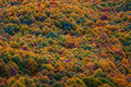 Beech forest in autumn. Brown colors and foliage Beech forest in autumn. Brown colors and foliage - PhotoDune Item for Sale