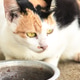 calico cat bending down to eat food in a bowl calico cat bending down to eat food in a bowl - PhotoDune Item for Sale