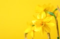 Yellow Daffoldils on Yellow Background. Yellow Daffoldils on Yellow Background. - PhotoDune Item for Sale