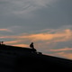 Silhouettes picture of Bird.. Silhouettes picture of Bird.. - PhotoDune Item for Sale