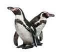Humboldt Penguins, Spheniscus humboldti, standing in front of white background Humboldt Penguins, Spheniscus humboldti, standing in front of white background - PhotoDune Item for Sale