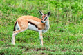 Wild Thompson's gazelle Eudorcas thomsonii Wild Thompson's gazelle Eudorcas thomsonii - PhotoDune Item for Sale