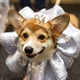a black-and-red corgi dog with a crown on its head and a royal collar around its neck a black-and-red corgi dog with a crown on its head and a royal collar around its neck - PhotoDune Item for Sale