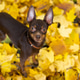 A small purebred dog, that terrier in an autumn park with yellow foliage A small purebred dog, that terrier in an autumn park with yellow foliage - PhotoDune Item for Sale