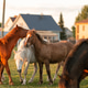 Beautiful horses graze in the pasture near the village in the summer in the rays of the setting sun Beautiful horses graze in the pasture near the village in the summer in the rays of the setting sun - PhotoDune Item for Sale