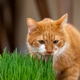 A ginger domestic cat eats green grass. Healthy, special vitamin-rich food for cats. Selective focus A ginger domestic cat eats green grass. Healthy, special vitamin-rich food for cats. Selective focus - PhotoDune Item for Sale