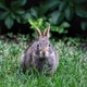 Bunny. Bunny. - PhotoDune Item for Sale