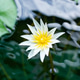 White water lily with yellow center floats serenely on pond. White water lily with yellow center floats serenely on pond. - PhotoDune Item for Sale