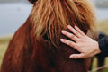 Human hand petting an brown Icelandic horse Human hand petting an brown Icelandic horse - PhotoDune Item for Sale