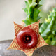 Fresh bloom of Huernia zembrina (owl eyes cactus) Fresh bloom of Huernia zembrina (owl eyes cactus) - PhotoDune Item for Sale