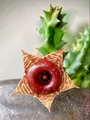 Fresh bloom of Huernia zembrina (owl eyes cactus) Fresh bloom of Huernia zembrina (owl eyes cactus) - PhotoDune Item for Sale