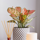 Aroma diffuser with wooden sticks, Aglaonema potted plant and a small lamp on a bedside table Aroma diffuser with wooden sticks, Aglaonema potted plant and a small lamp on a bedside table - PhotoDune Item for Sale