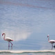 Pink flamingos in the Cagliari salt pans, Italy Pink flamingos in the Cagliari salt pans, Italy - PhotoDune Item for Sale