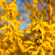 Beautiful view of a spring Forsythia branch with yellow flowers. Beautiful view of a spring Forsythia branch with yellow flowers. - PhotoDune Item for Sale