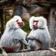 Baboon in zoo enclosure displaying social behavior and curiosity Baboon in zoo enclosure displaying social behavior and curiosity - PhotoDune Item for Sale