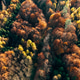 Aerial autumn woodland mixed colors dense forest canopy top view Aerial autumn woodland mixed colors dense forest canopy top view - PhotoDune Item for Sale
