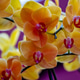 Beautiful Orchids in Bloom Beautiful Orchids in Bloom - PhotoDune Item for Sale