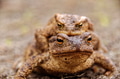 Common toads in the course of the copulation.View from the front Common toads in the course of the copulation.View from the front - PhotoDune Item for Sale