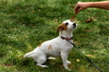 Playinf with cute jack russel puppy pet dog outdoors Playinf with cute jack russel puppy pet dog outdoors - PhotoDune Item for Sale
