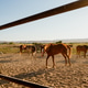 Horses in a fenced area with mountains in the background Horses in a fenced area with mountains in the background - PhotoDune Item for Sale