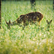 Deer and Fawn Grazing in Long Grasses of Field. European Roe its Deer and Fawn Grazing in Long Grasses of Field. European Roe its - PhotoDune Item for Sale