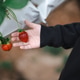A child holding strawberry in a strawberry farm A child holding strawberry in a strawberry farm - PhotoDune Item for Sale