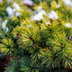 Pine tree Pinus mugo close up. Evergreen coniferous shrubsk, covered with snow. Pine tree Pinus mugo close up. Evergreen coniferous shrubsk, covered with snow. - PhotoDune Item for Sale