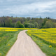 Latvian Forest Edge Framing Rapeseed Roadway Latvian Forest Edge Framing Rapeseed Roadway - PhotoDune Item for Sale