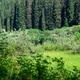 Green Forest Lake Green Forest Lake - PhotoDune Item for Sale