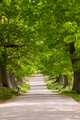 Deer grazing under a canopy of green bushy trees in Knole Park in Kent southern England. Deer grazing under a canopy of green bushy trees in Knole Park in Kent southern England. - PhotoDune Item for Sale