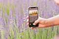 Human hand holding smartphone making pictures in blooming summer field with violet purple flowers Human hand holding smartphone making pictures in blooming summer field with violet purple flowers - PhotoDune Item for Sale