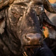 Close up of an old African buffalo with an Oxpecker. Close up of an old African buffalo with an Oxpecker. - PhotoDune Item for Sale
