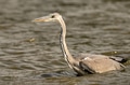 Grey Heron or Ardea cinerea stands in river Grey Heron or Ardea cinerea stands in river - PhotoDune Item for Sale