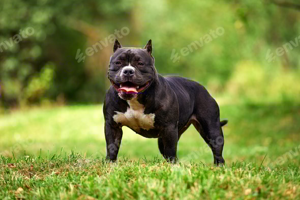 Female American Bully Pocket Female Exotic American Bully American