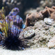 A cute sea urchin with large needles, an inhabitant of the sea with corals on the bottom A cute sea urchin with large needles, an inhabitant of the sea with corals on the bottom - PhotoDune Item for Sale