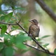 Young common blackbird Young common blackbird - PhotoDune Item for Sale