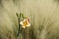 Daylily flower growing with muhlenbergia or white cloud grass plant background with copy space Daylily flower growing with muhlenbergia or white cloud grass plant background with copy space - PhotoDune Item for Sale