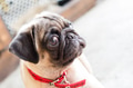 An adorable cute pug puppy An adorable cute pug puppy - PhotoDune Item for Sale