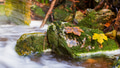 Autumn In The Stream Autumn In The Stream - PhotoDune Item for Sale