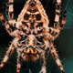 Macro close up spider on a web Macro close up spider on a web - PhotoDune Item for Sale
