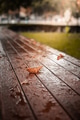 autumn leaves on a table in public park autumn leaves on a table in public park - PhotoDune Item for Sale