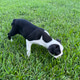 Boston Terrier puppy Boston Terrier puppy - PhotoDune Item for Sale
