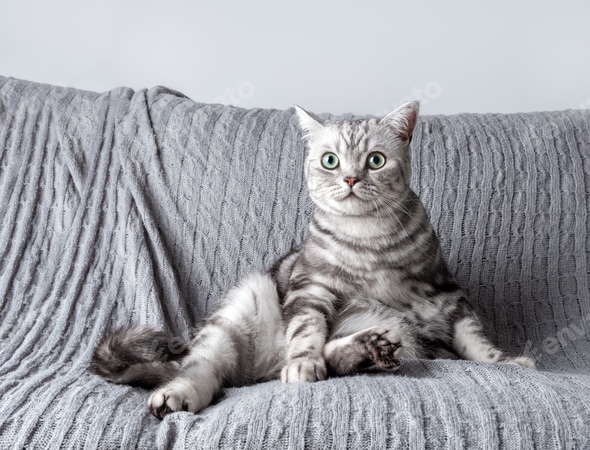 Kitten British shorthair silver tabby cat play at home Stock Photo