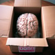 New Brain In The Box New Brain In The Box - PhotoDune Item for Sale