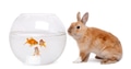 Rabbit looking at goldfish in bowl in front of white background Rabbit looking at goldfish in bowl in front of white background - PhotoDune Item for Sale