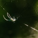 Close-up macro shot of an Orb weaver spider on a web Close-up macro shot of an Orb weaver spider on a web - PhotoDune Item for Sale