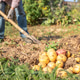 a man with a shovel harvests potatoes. Organic food. a man with a shovel harvests potatoes. Organic food. - PhotoDune Item for Sale