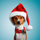Beautiful dog wering christmas costumes Beautiful dog wering christmas costumes - PhotoDune Item for Sale